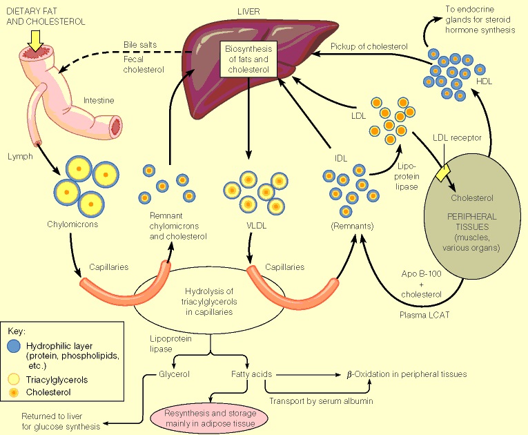 lipoprotein-pathway
